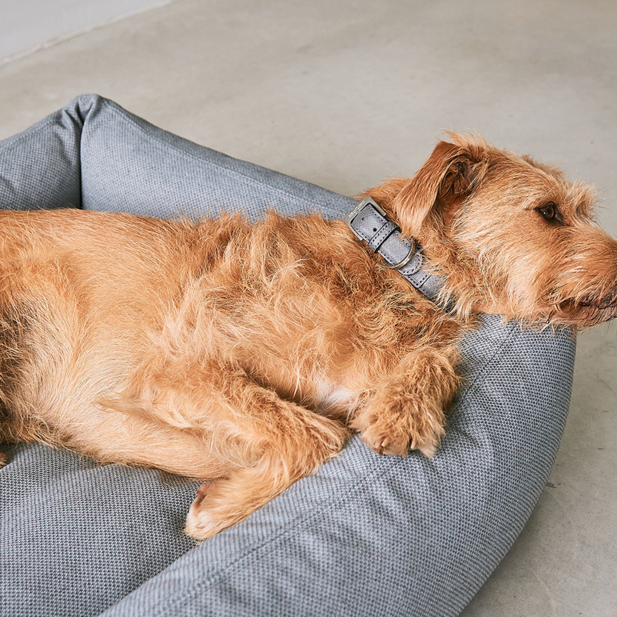 Miacara 2024 dog bed